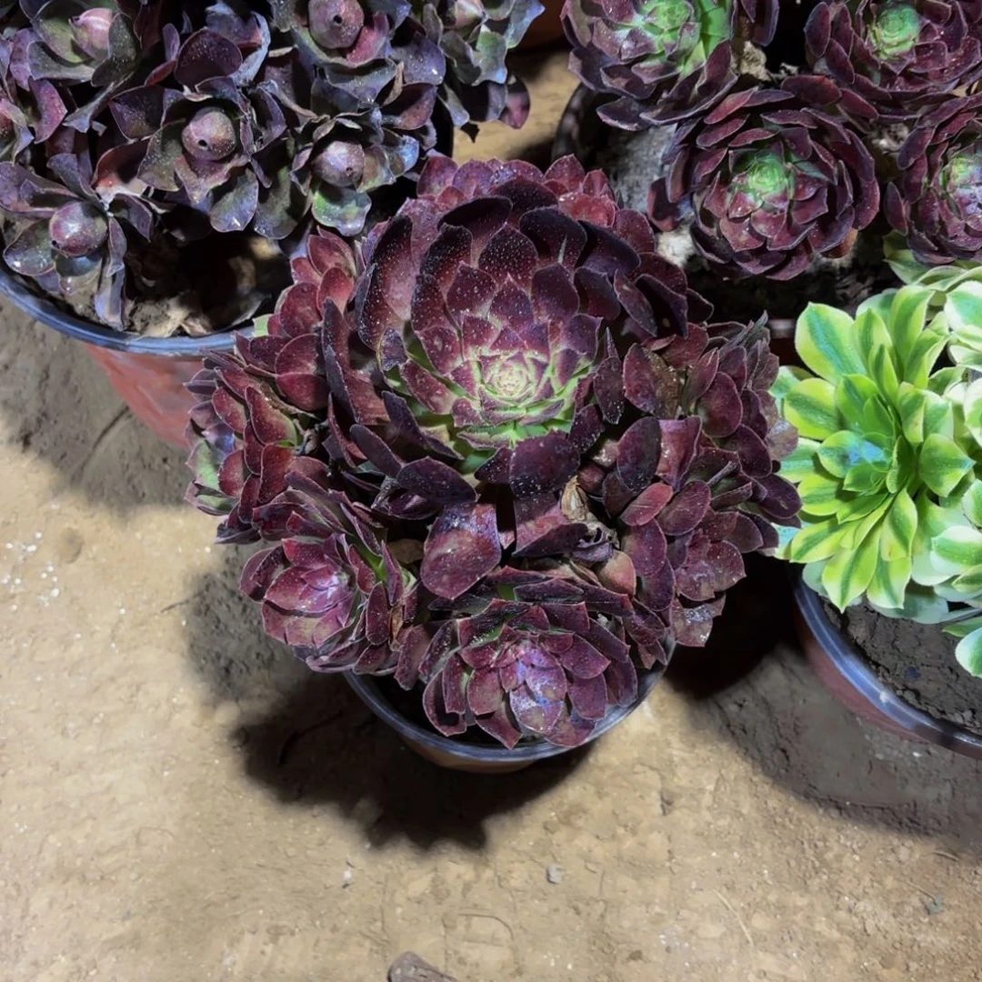 黑金玫瑰手捧9.9多肉植物