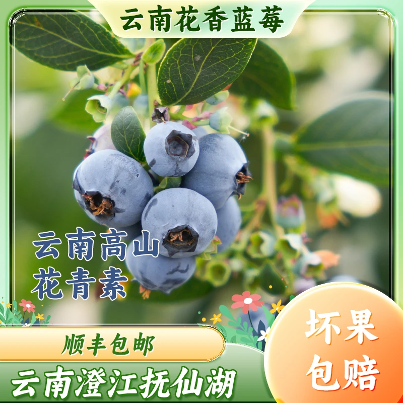 云南花香蓝莓鲜果产地直发直播蓝莓新鲜大果新鲜水果蓝莓顺丰