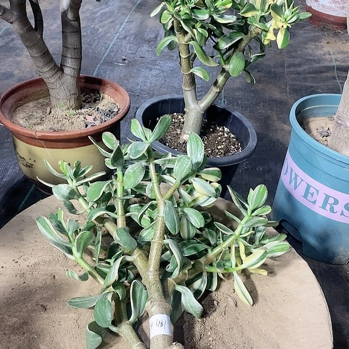 护*者10白锦无根一物一拍