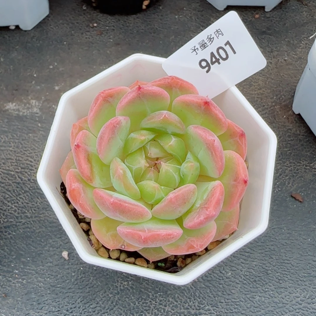 一帘幽梦，9401多肉植物