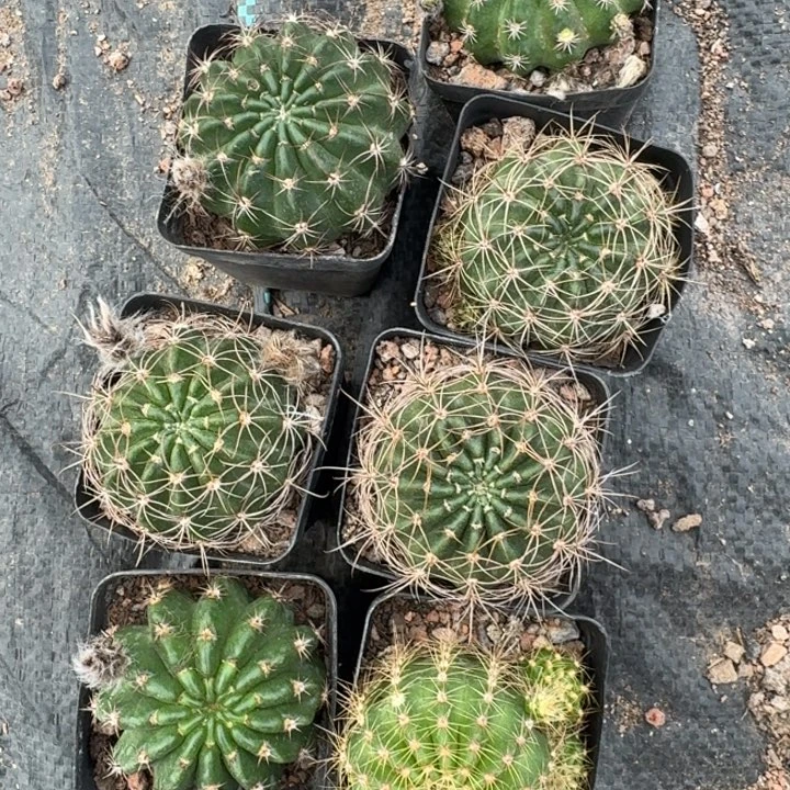 213丽花根4公分左右带盆发货，20包邮