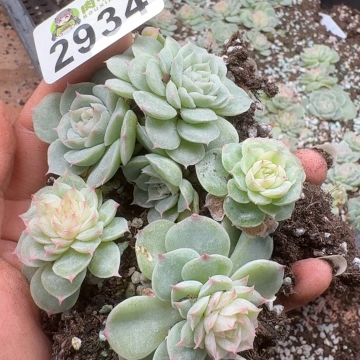 多肉植物多肉植物