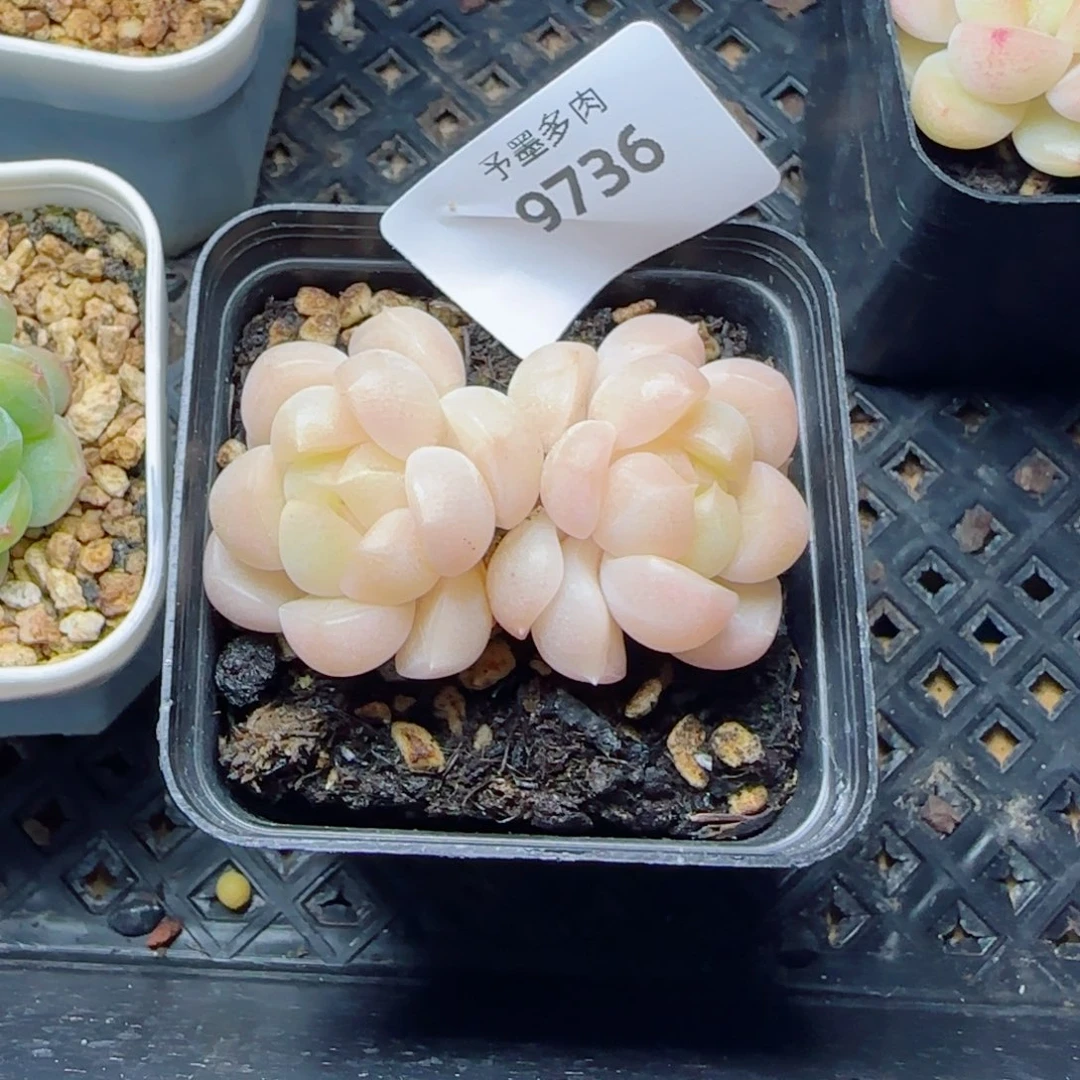我****倾城珍妮，9736多肉植物