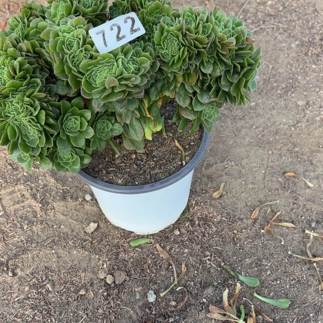 722绿羊绒缀不包损