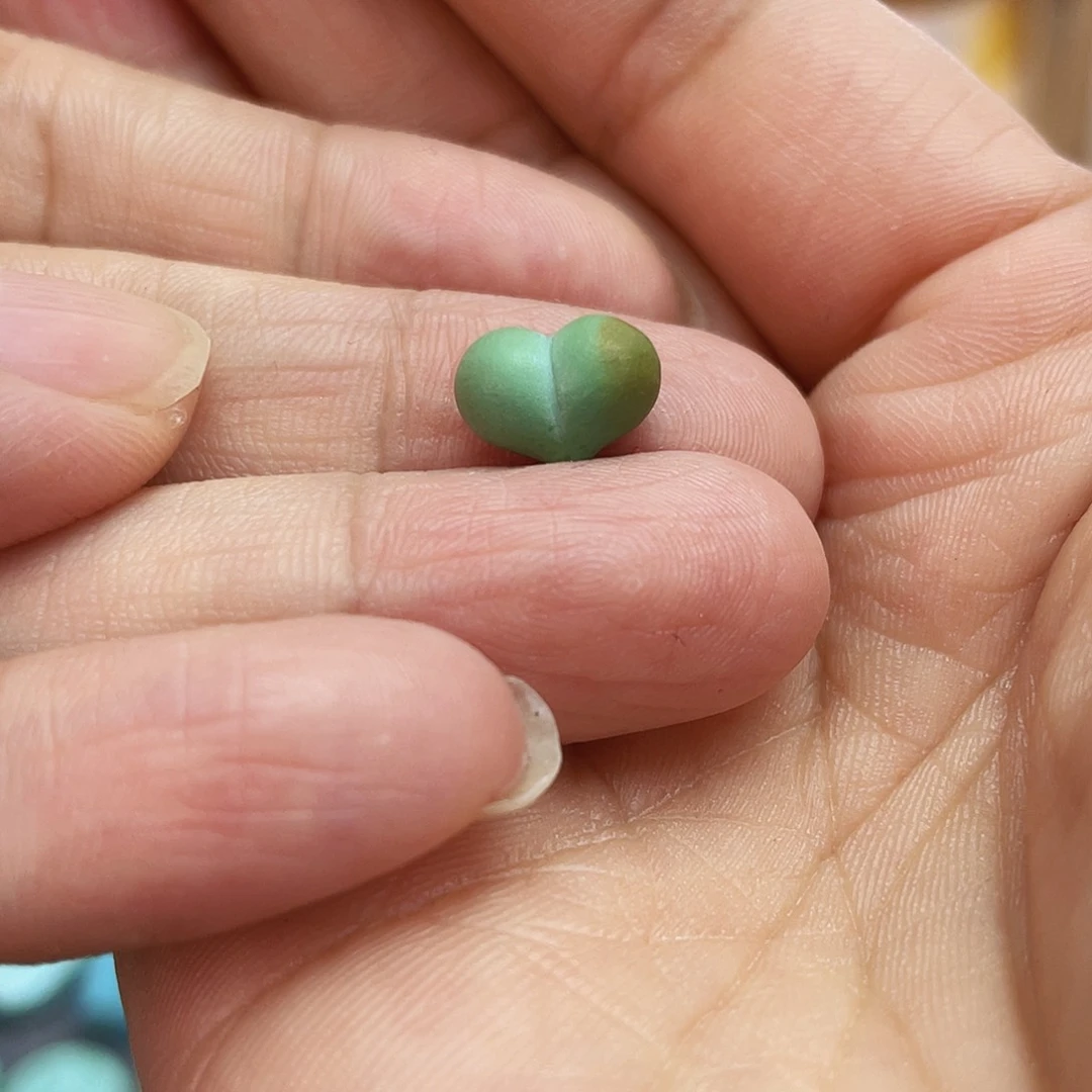 绿松石未镶嵌吊坠(不含链)