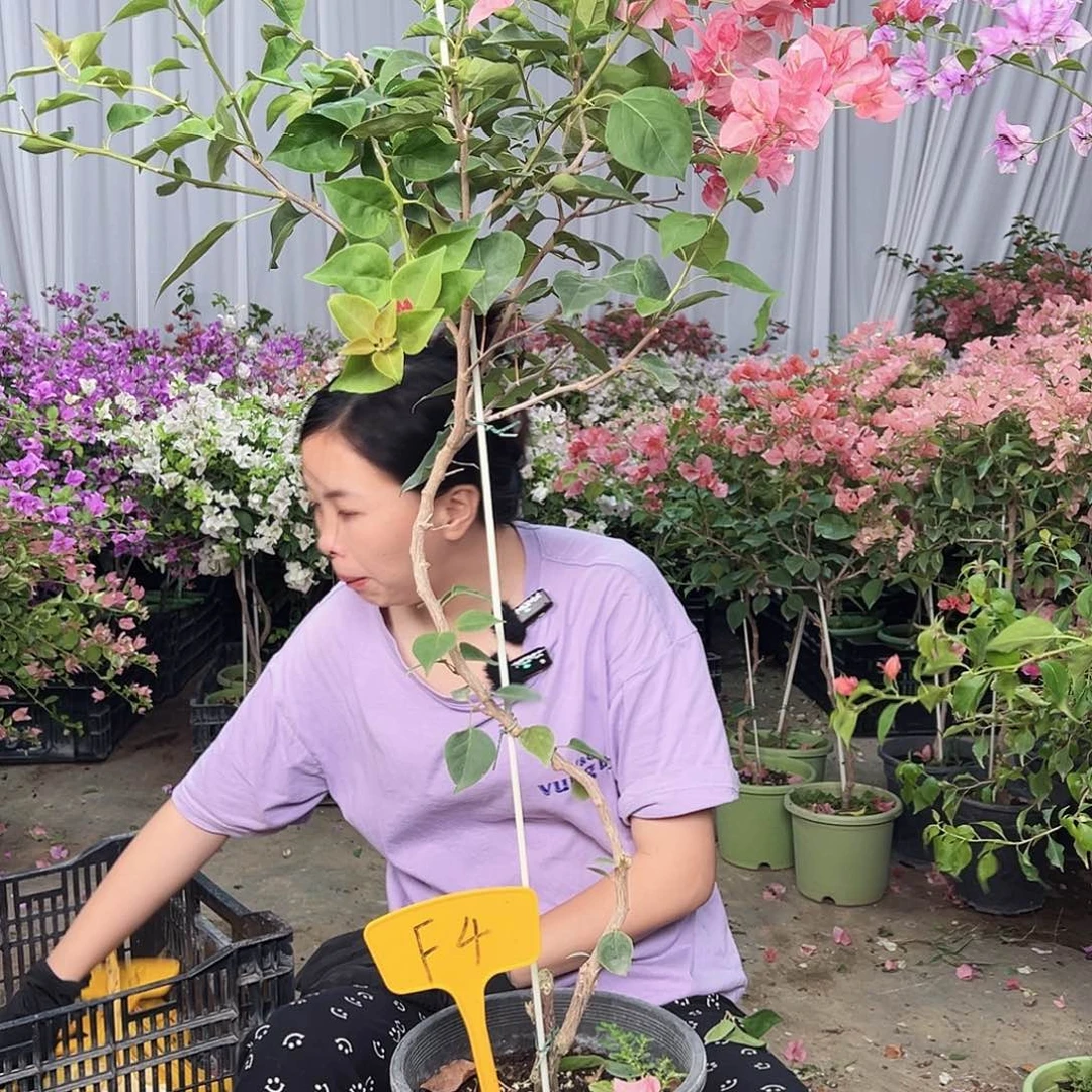 安***妮大部分花苞少量开放Ｆ４不甜