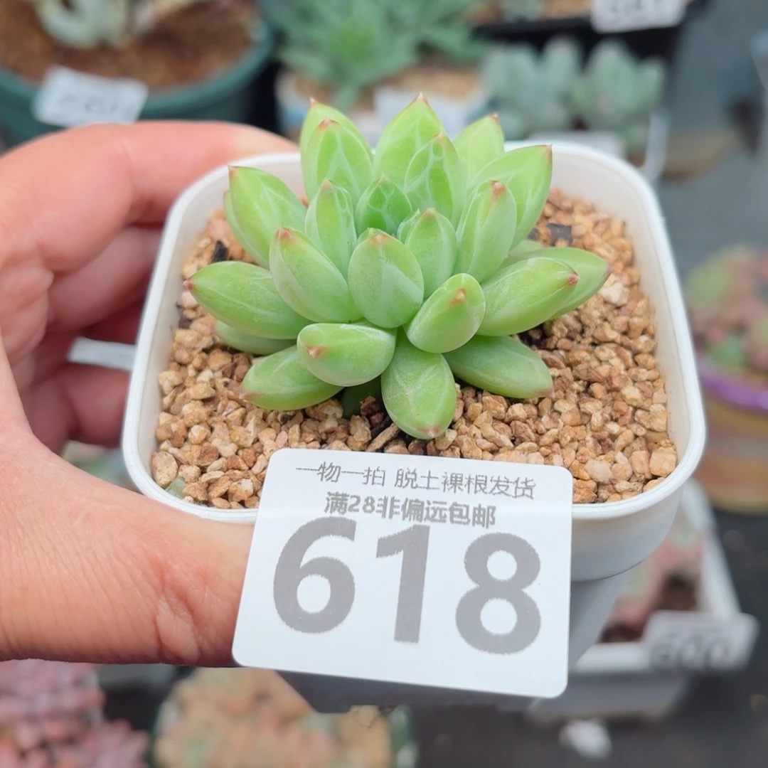 胖体青花瓷无盆土发货