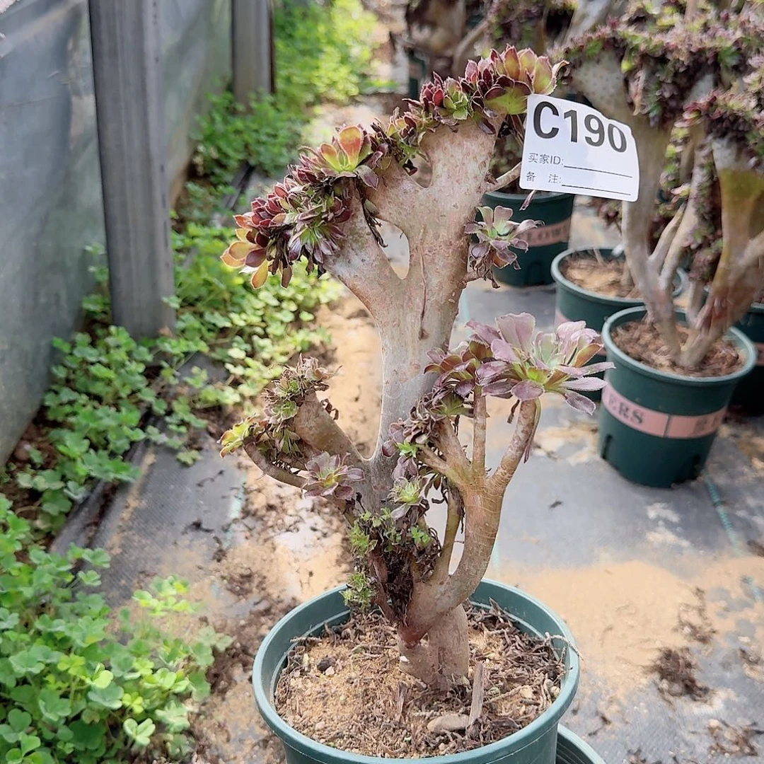 190黑法师一颗有伤满28包邮