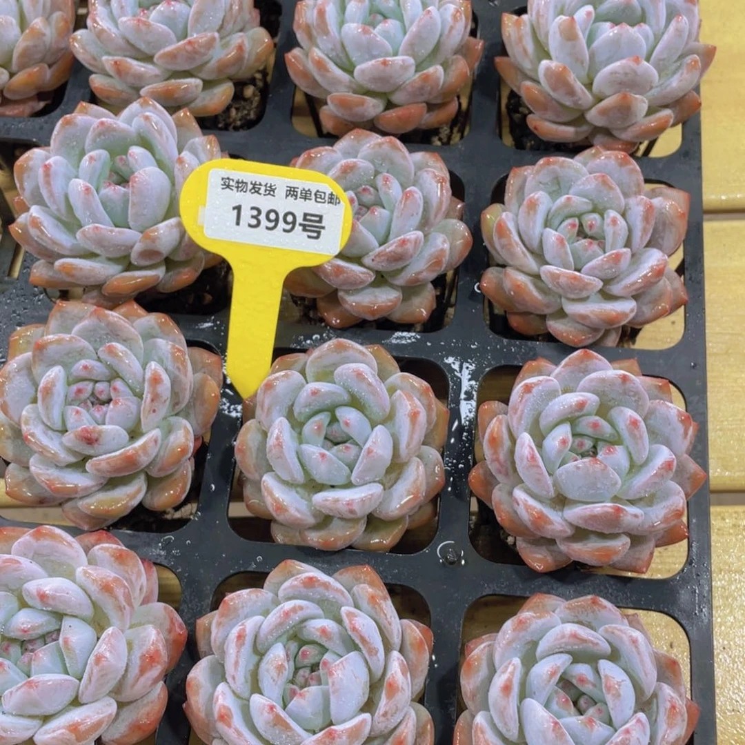 1399号 精品韩橙单头两个 带小盆