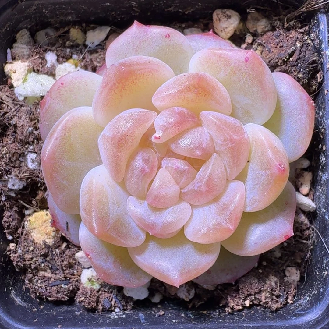 无尽灯一物一拍啦