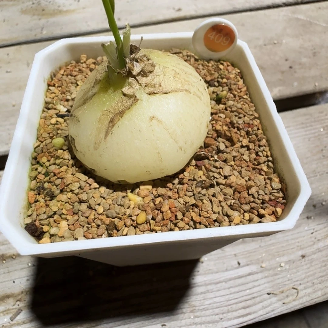 三***猪多肉植物福利风铃409