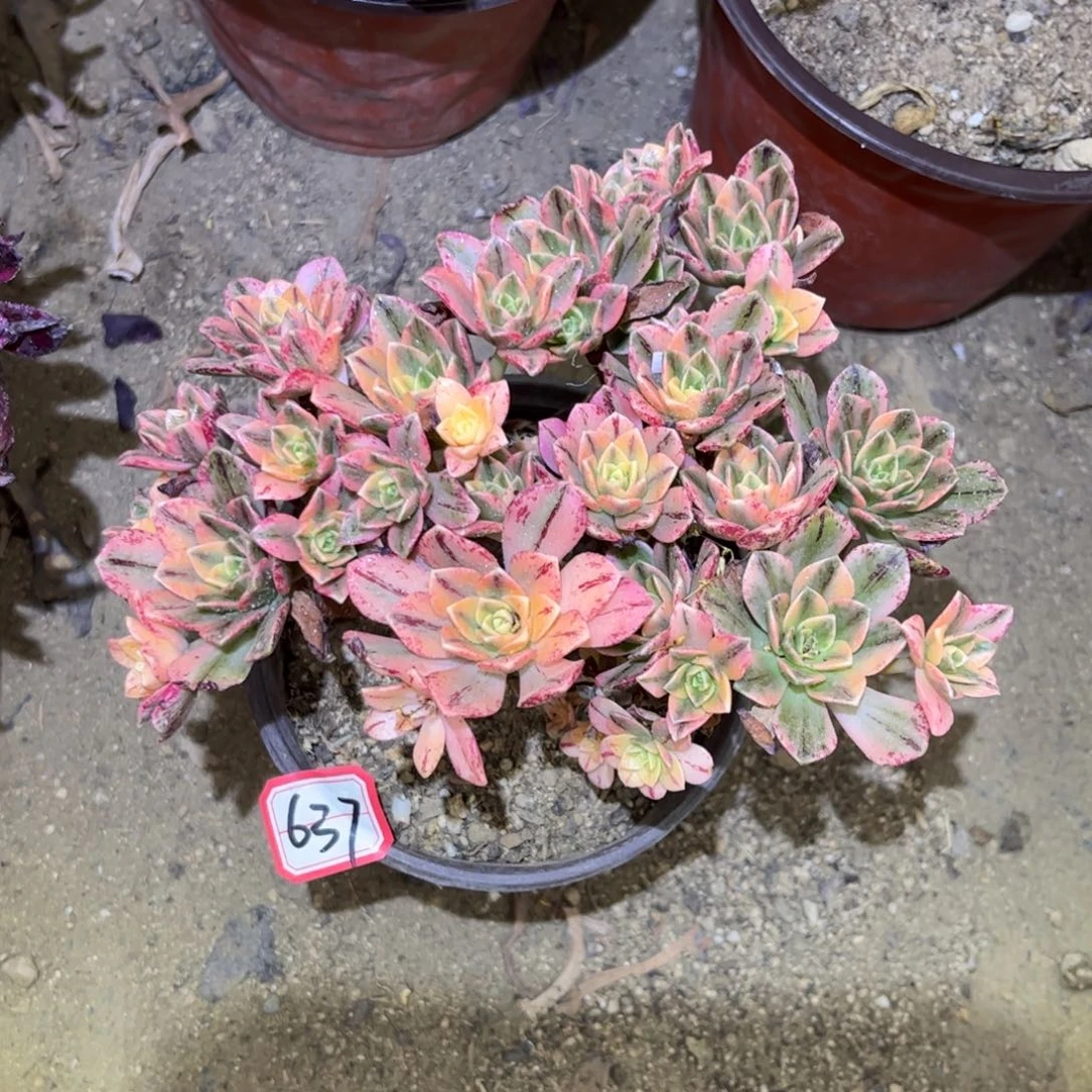 637多肉植物甜茶法师