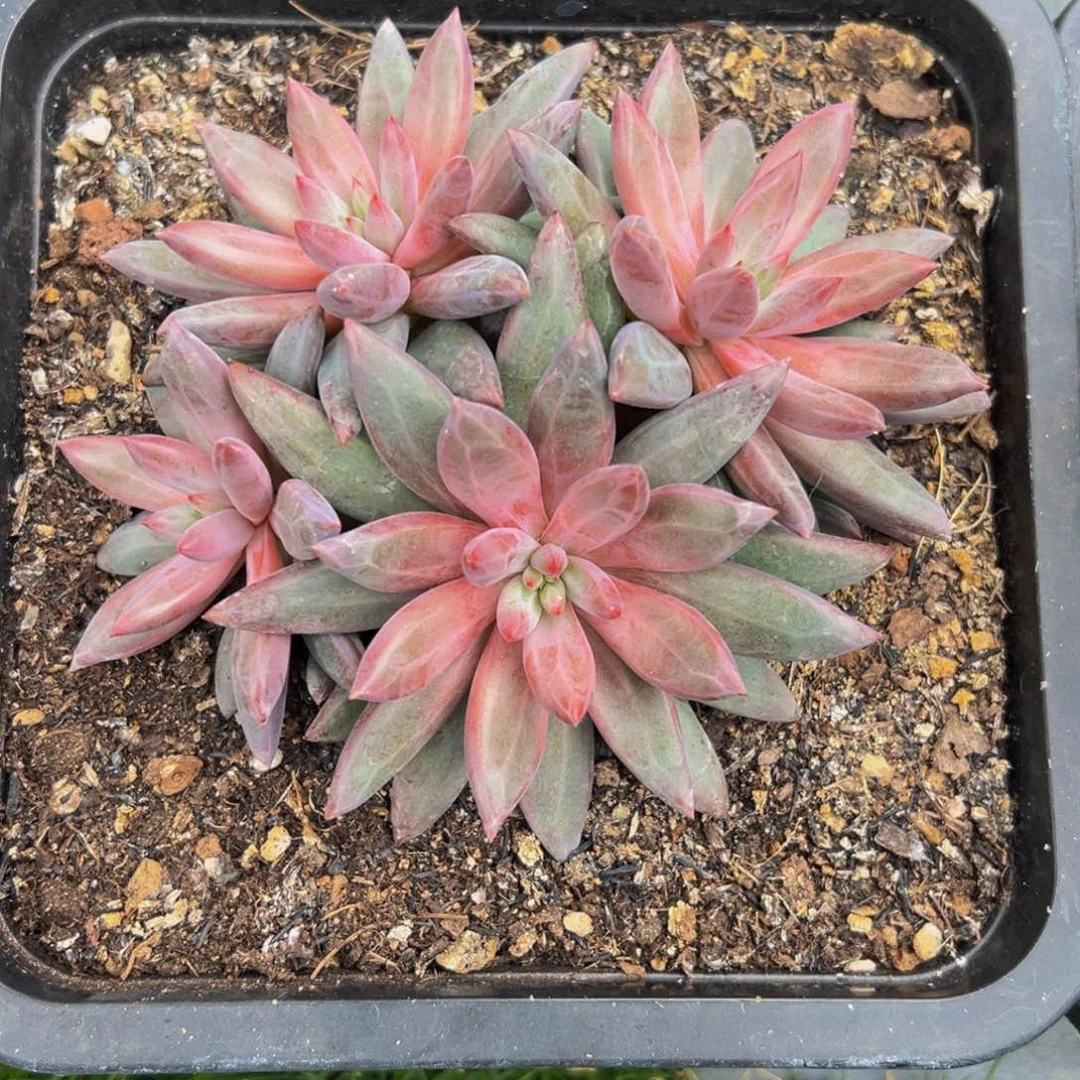 ③****一代虞美人一颗发货