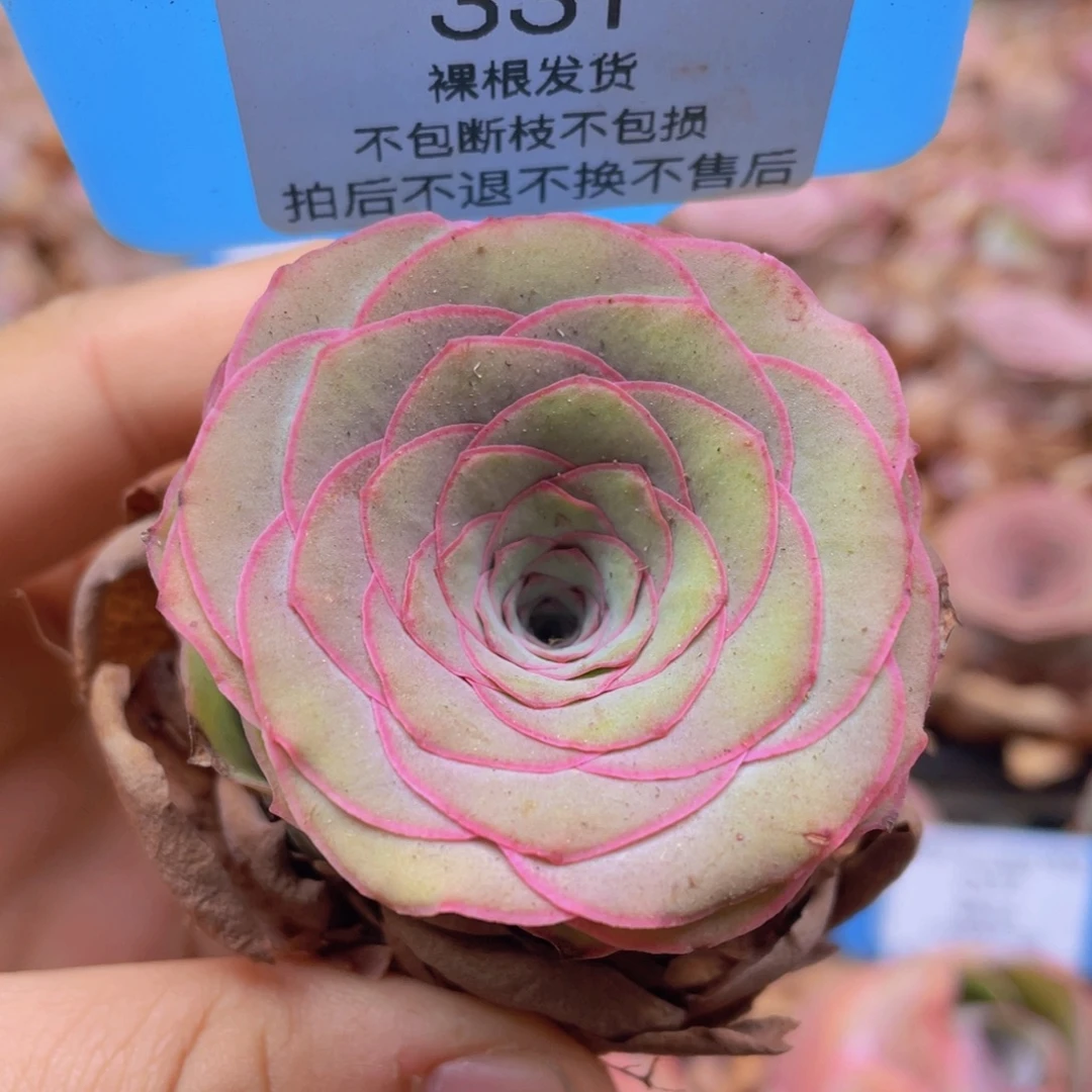 山地玫瑰331裸根发货不售后