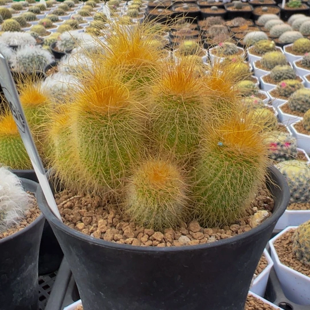 98实生根金丝猴仙人球多肉植物带盆土