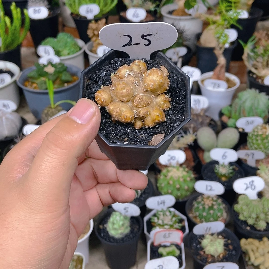 格加厚敦菊一物一拍