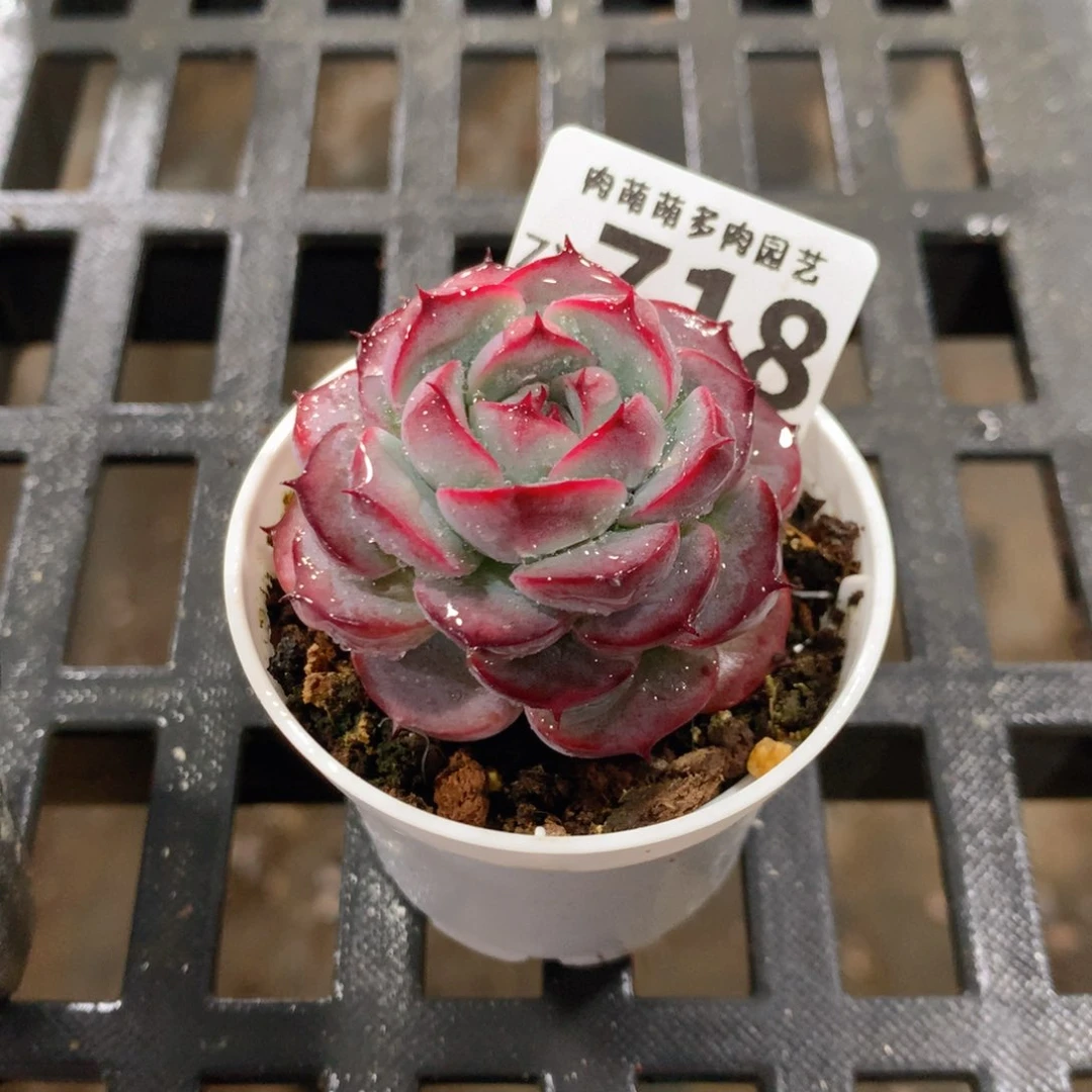 肉萌萌拇指盆精控多肉ZY718