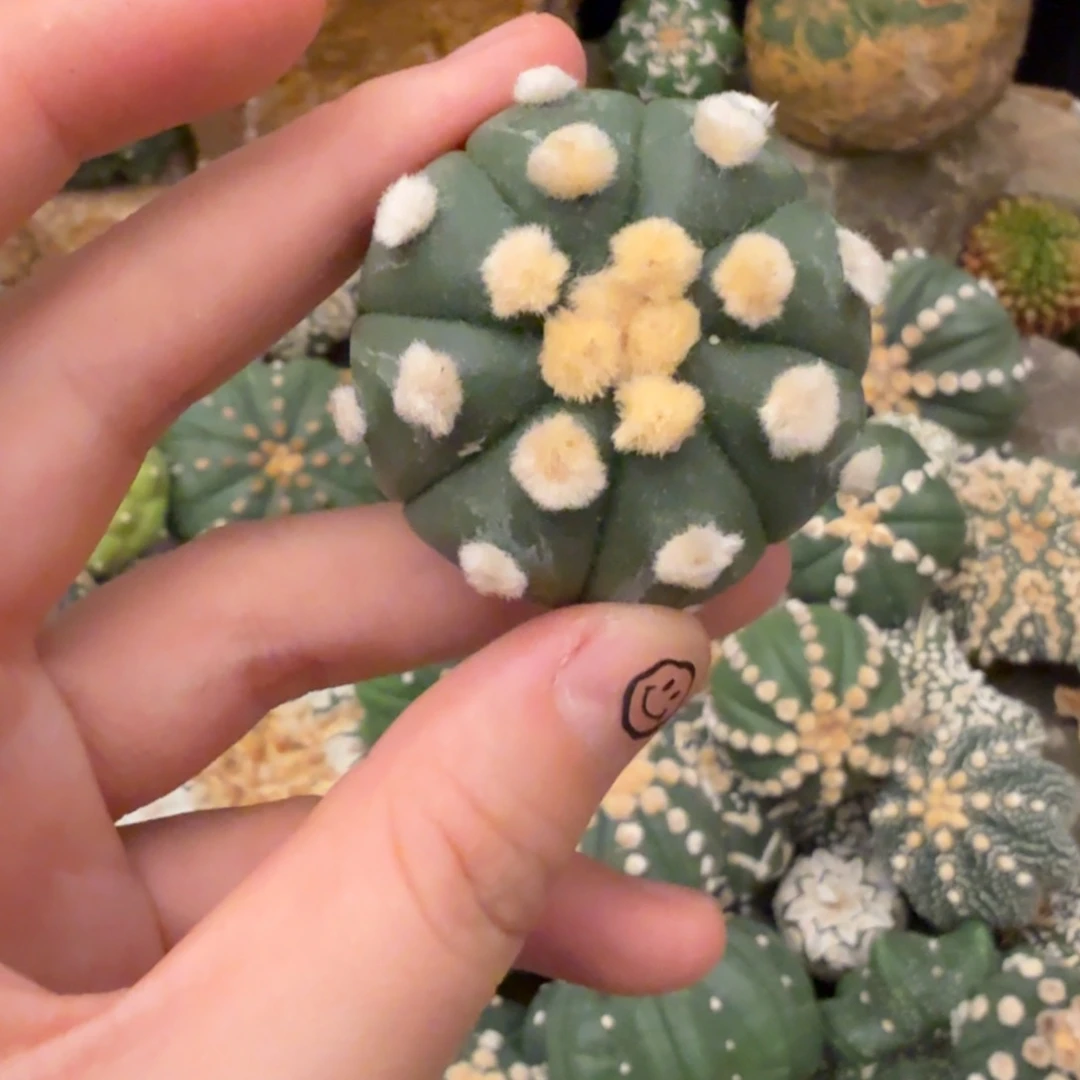 炸毛哈哈哈哈哈哈哈