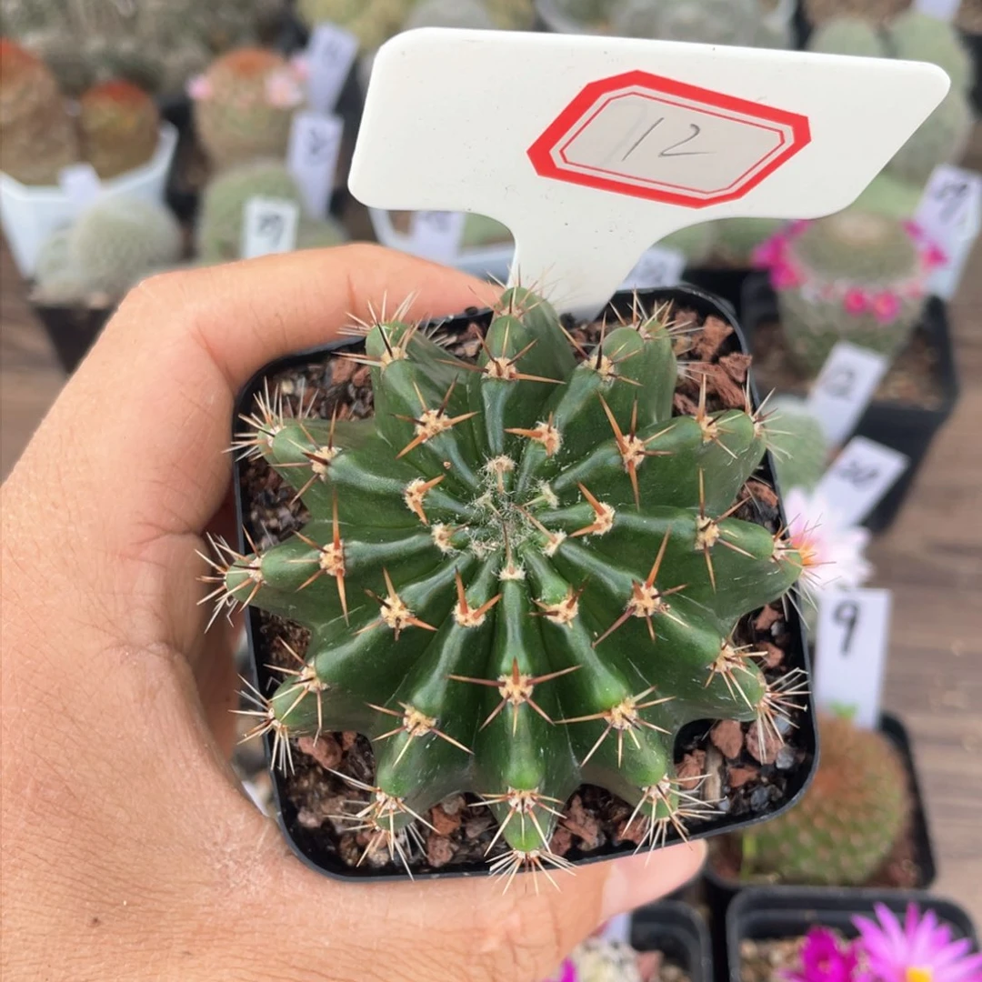 12往事多肉园仙人球