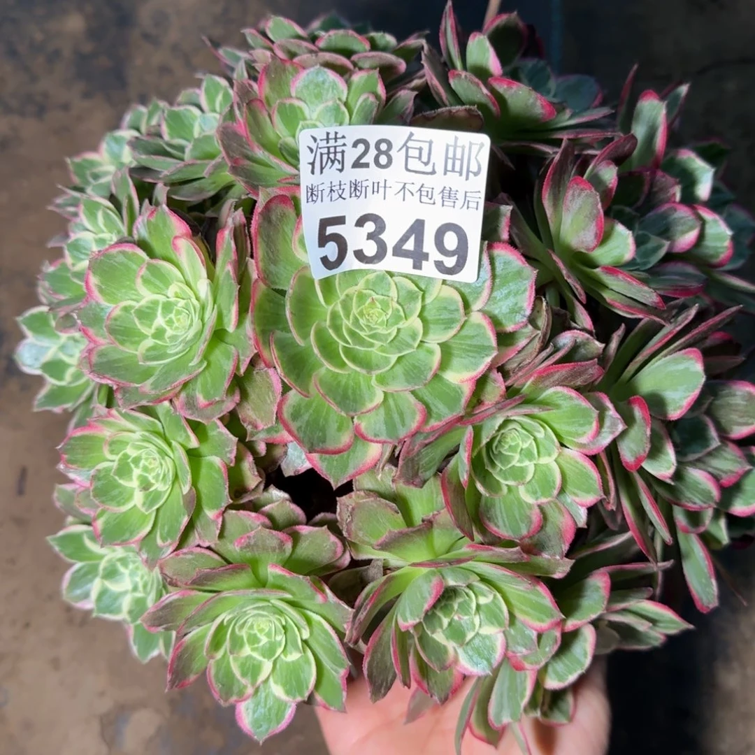 5349水蜜桃多肉植物