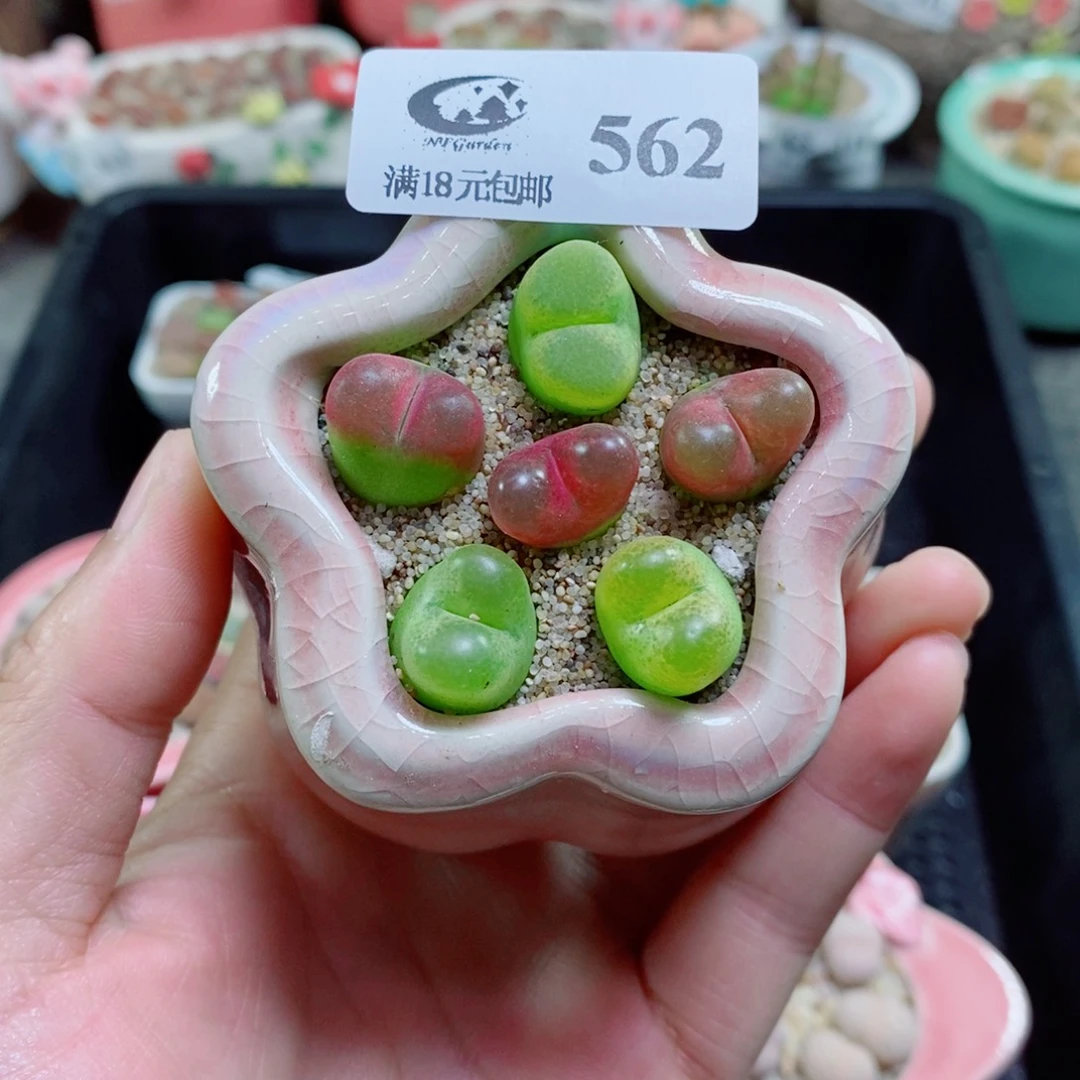 生石花花花花花花花562