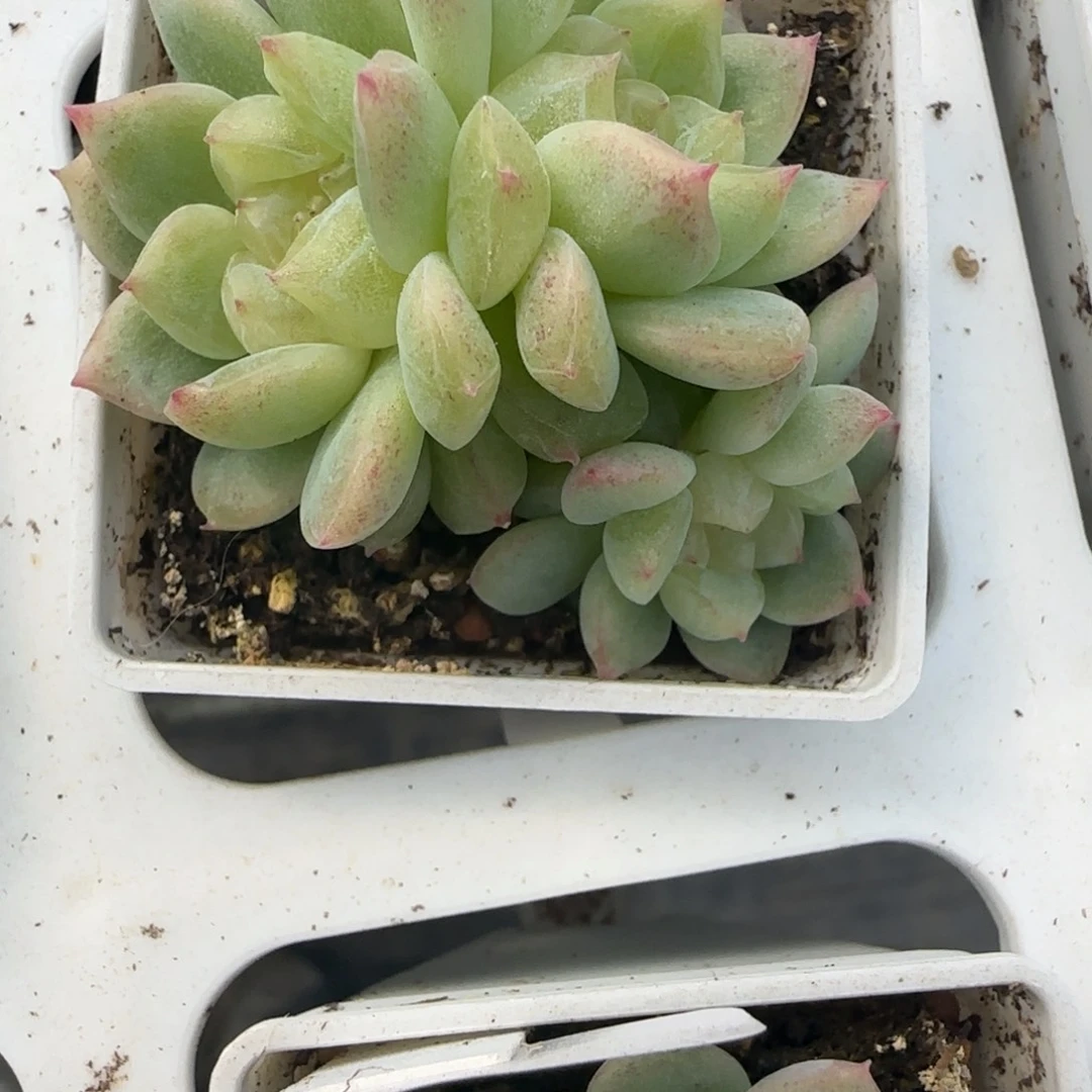 超***士35开播福利泼天三头