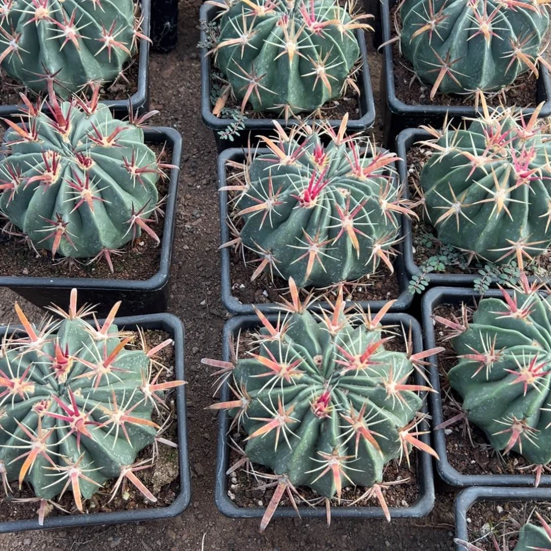 日出随机一颗。