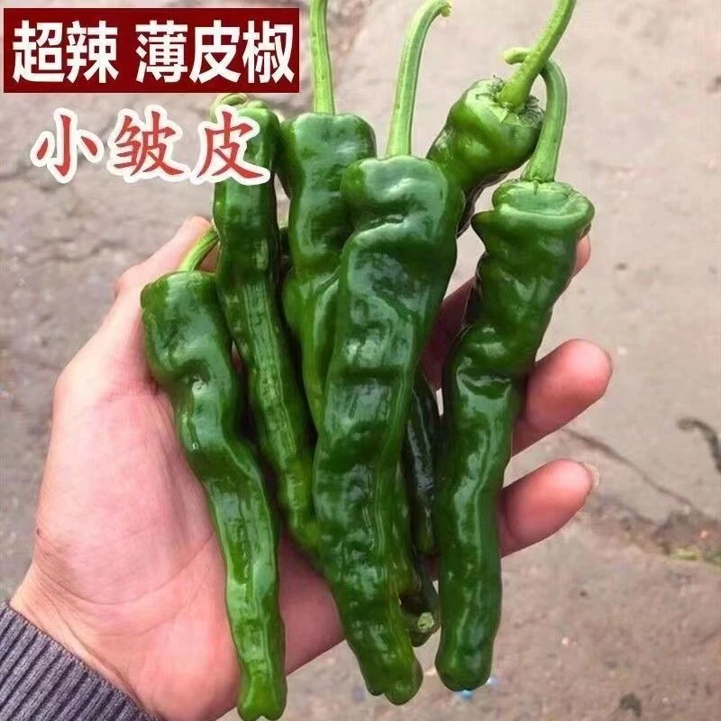 辣椒之乡会龙辣椒新鲜特辣小皱皮辣椒农家现摘现发