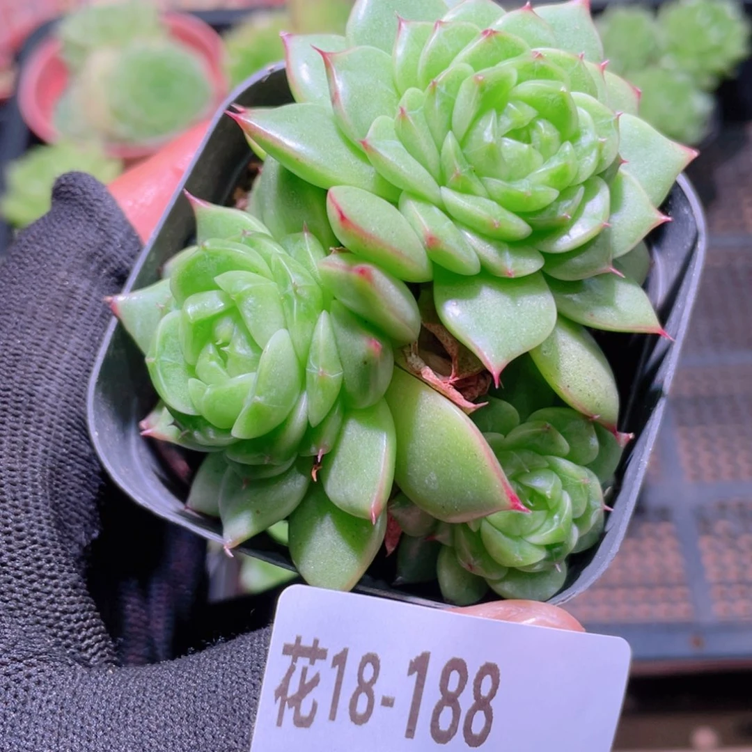 花利美18-188海王优选