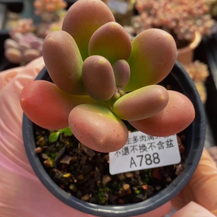 金蝉老桩788多肉植物