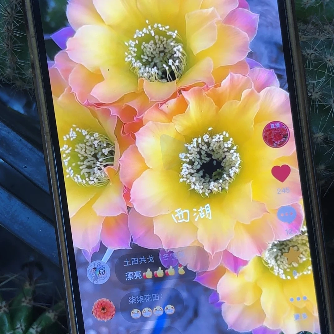 Us47彩侧牙20包邮15