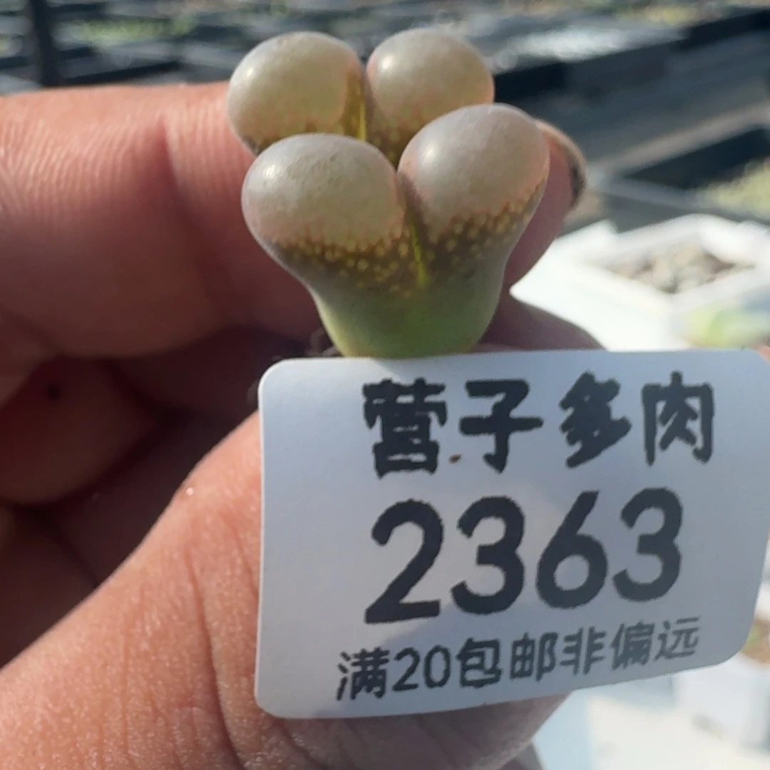 红宝石。
