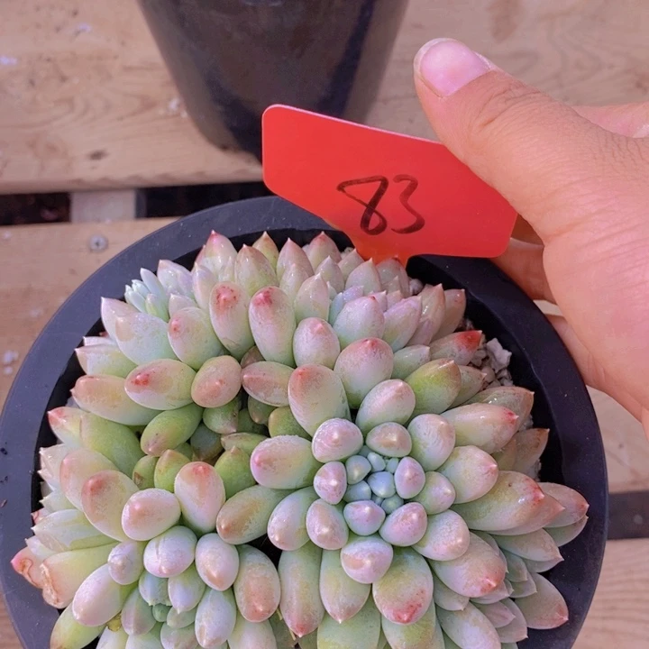 木*?这个我就知道这点