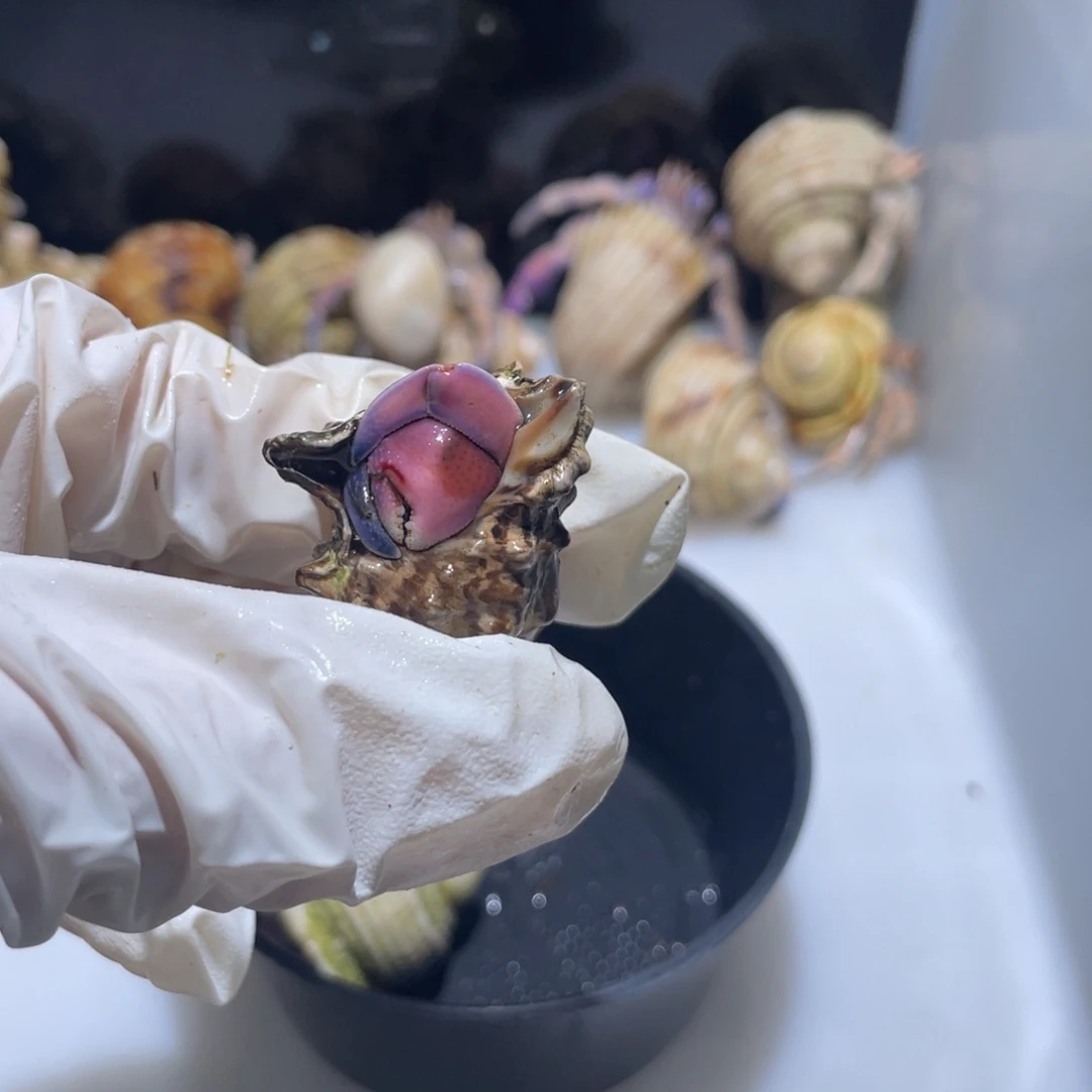 H10紫陆1.6口粉紫色