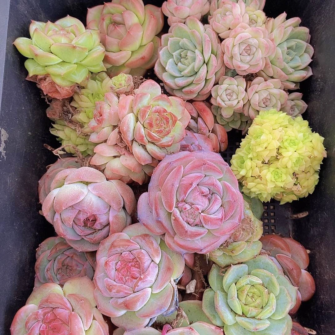 00000000002量拍保底20颗