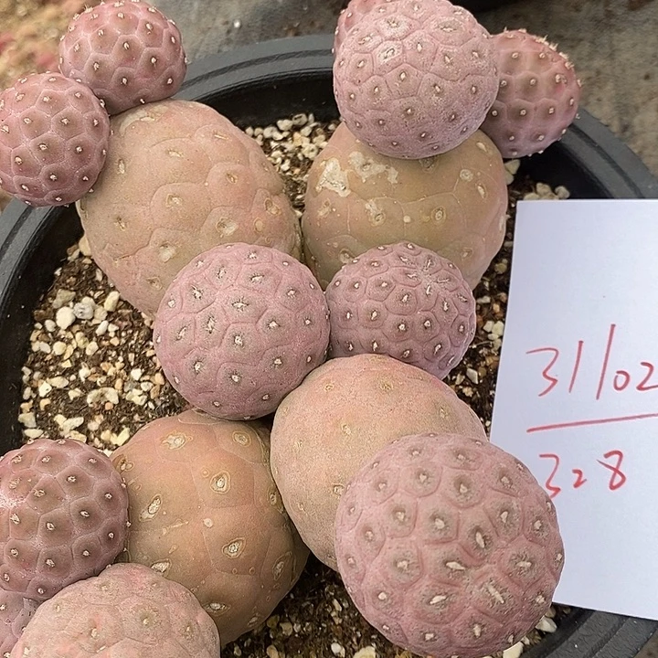 31102习志野大群。