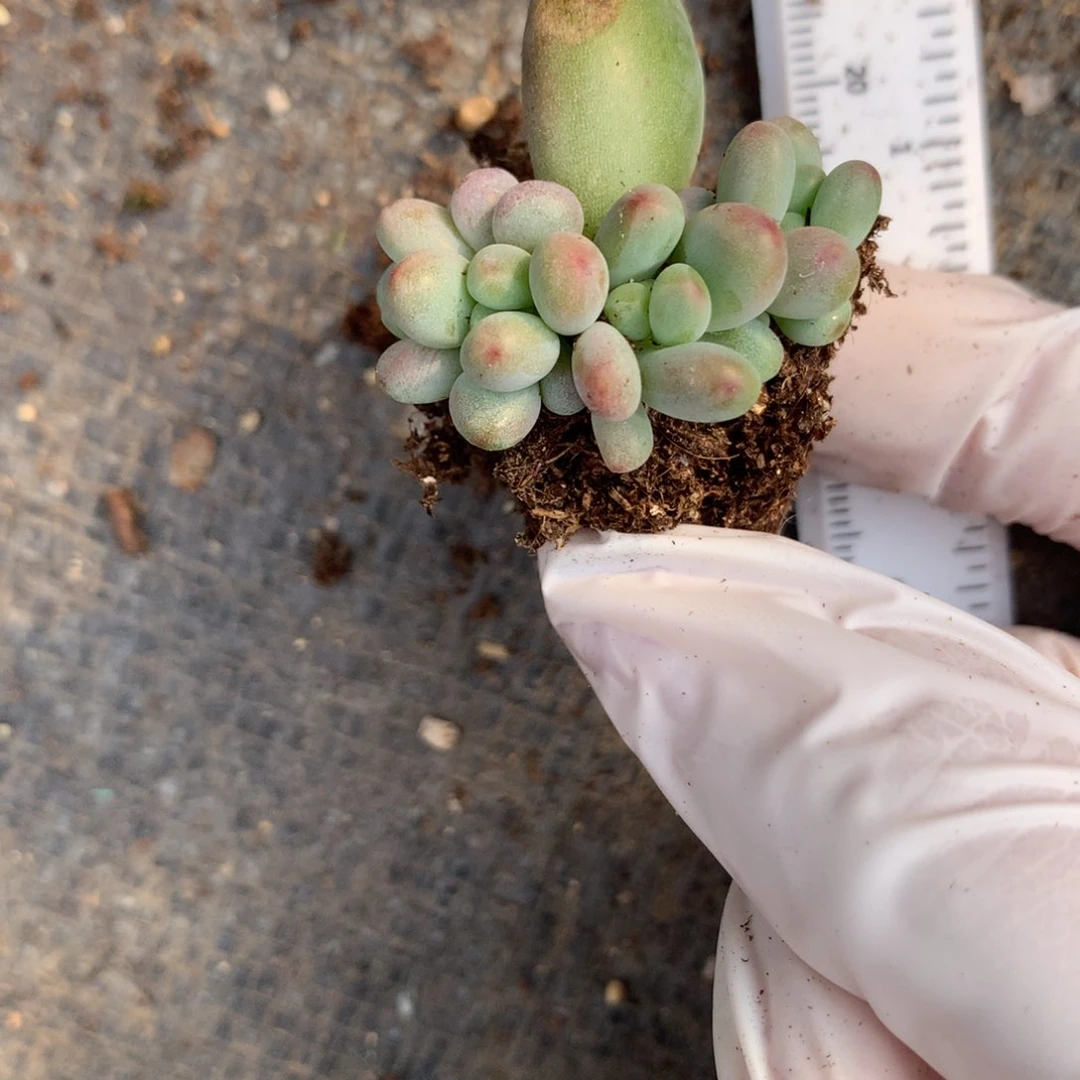 苹果奶酪多肉苹果奶酪