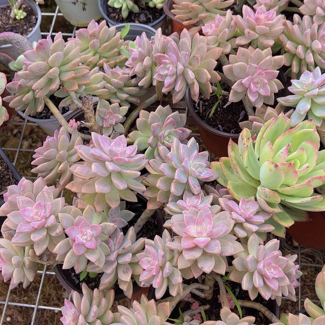 2盆淡雪幽灵公主 多肉