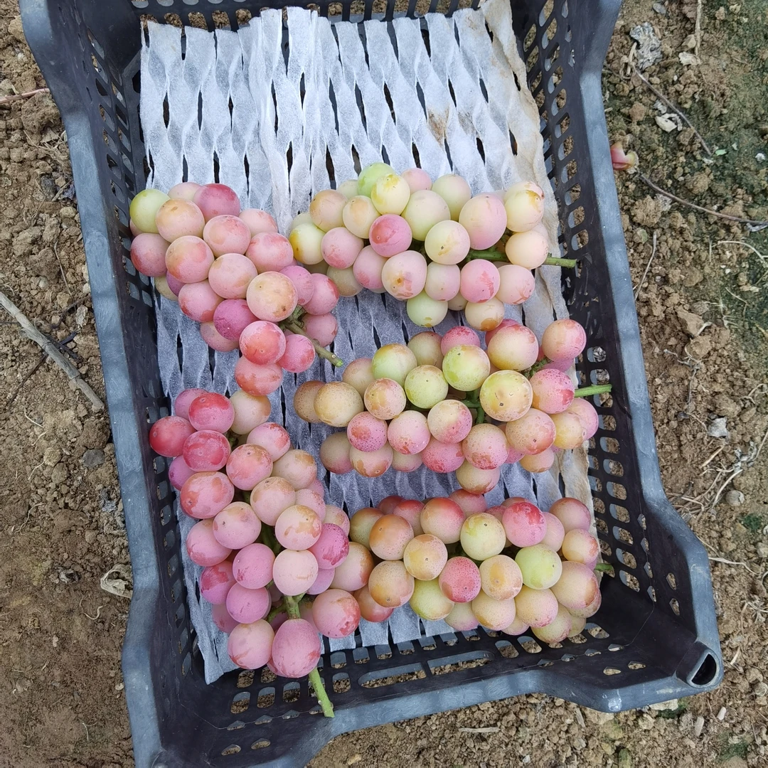 陕西大荔妮娜皇后葡萄粉红颜色新鲜采摘发货
