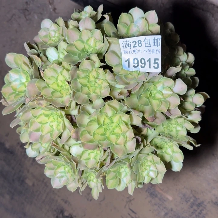 19915韶华多肉植物