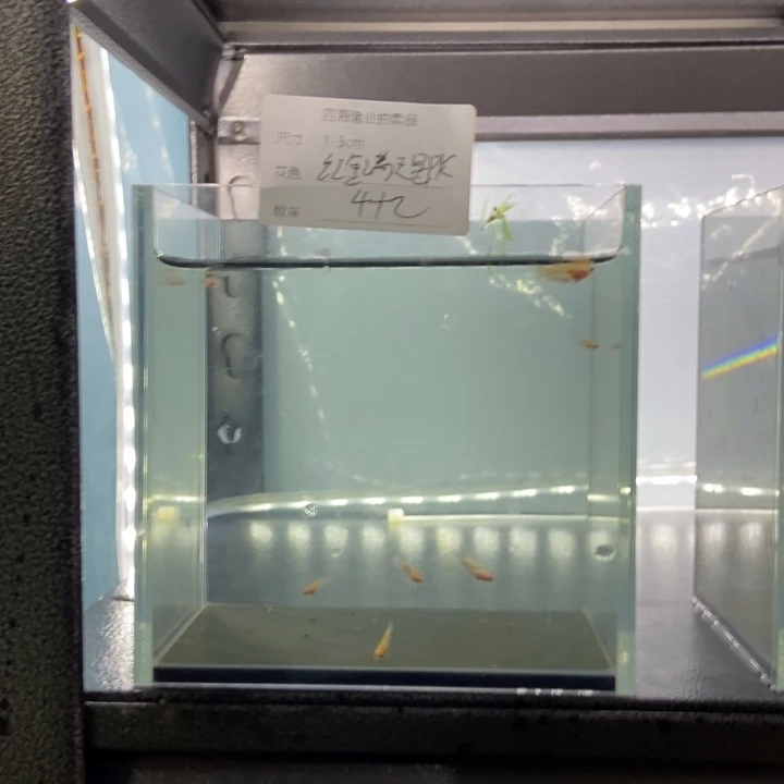 斗鱼包活不包损所见即所得286