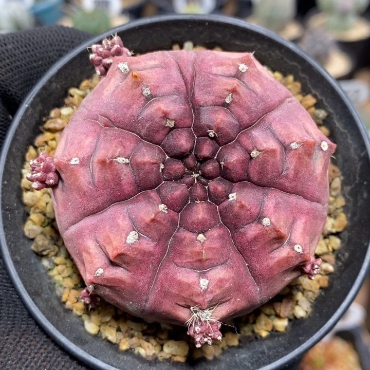 紫皮梦想152号6.3cm