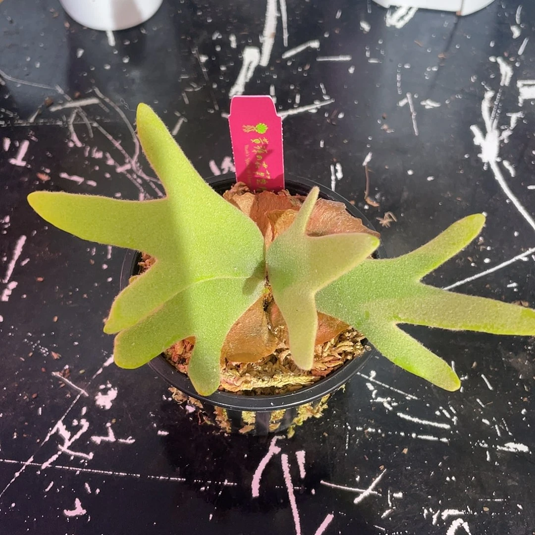 完全开放侏儒黄月