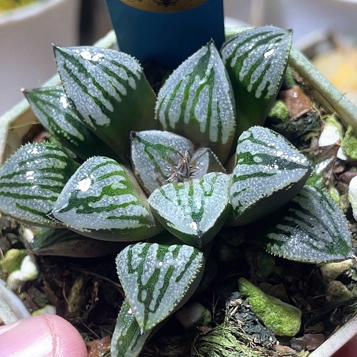 696快克特选福利一物