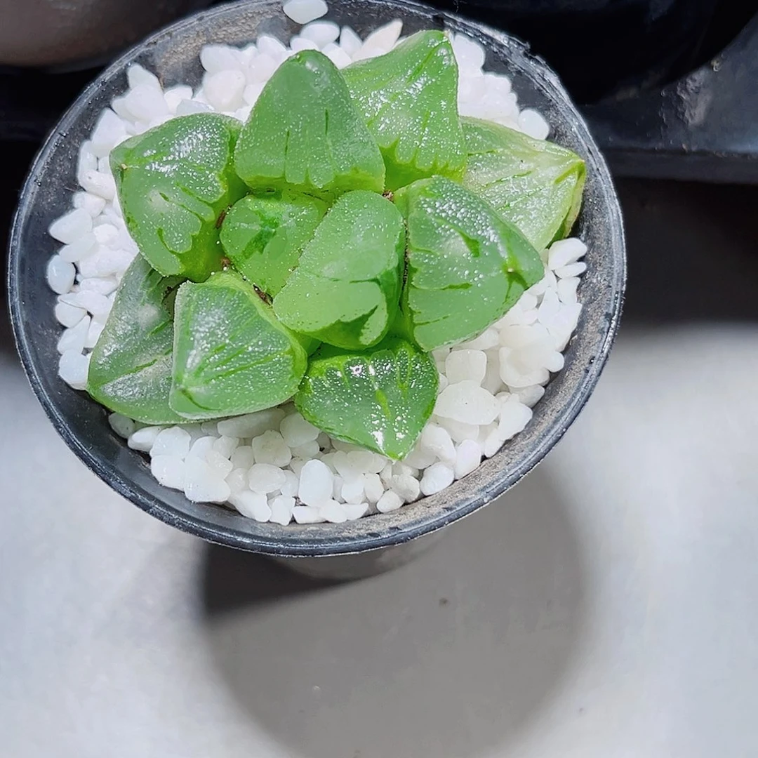 栽好种好小冰城多肉植物6666