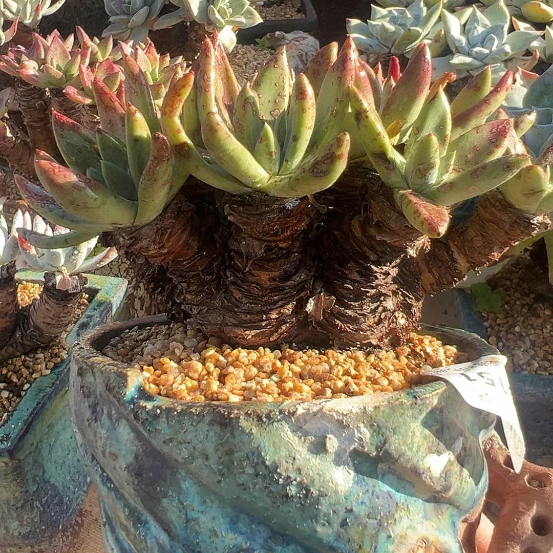 6151绿菊苹果叶仙女杯