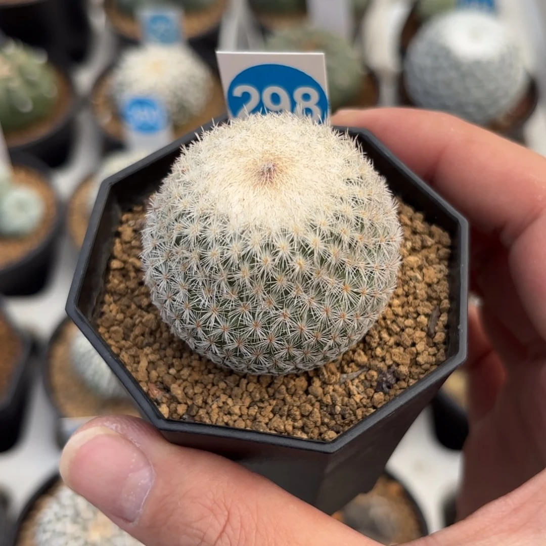 298实生月世界带盆带土发货