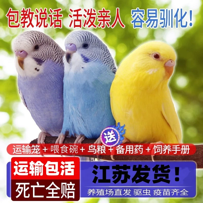鹦鹉活鸟活物虎皮鹦鹉会学说话的鸟类宠物鸟云斑小型家养小鸟活体