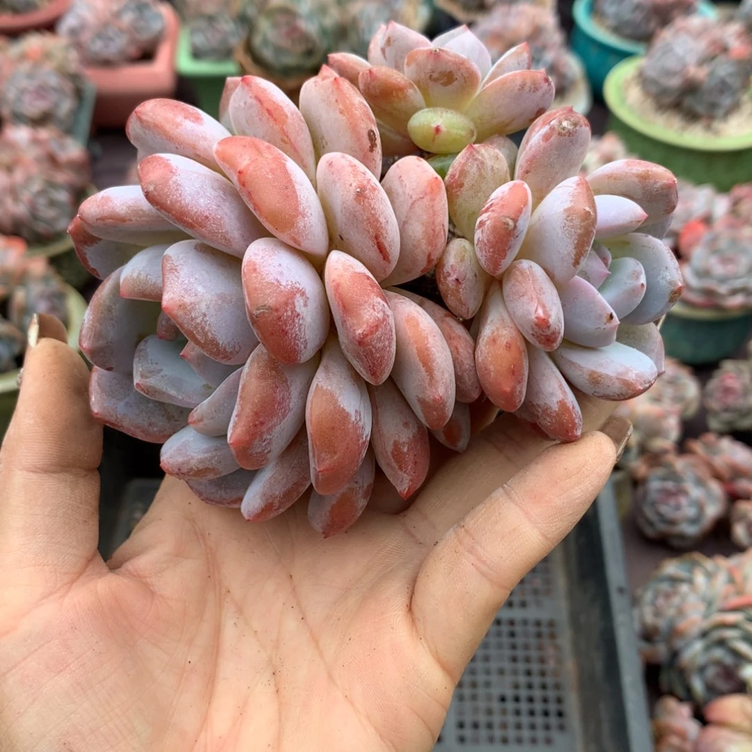 有砍哈哈哈哈哈哈哈哈哈哈哈