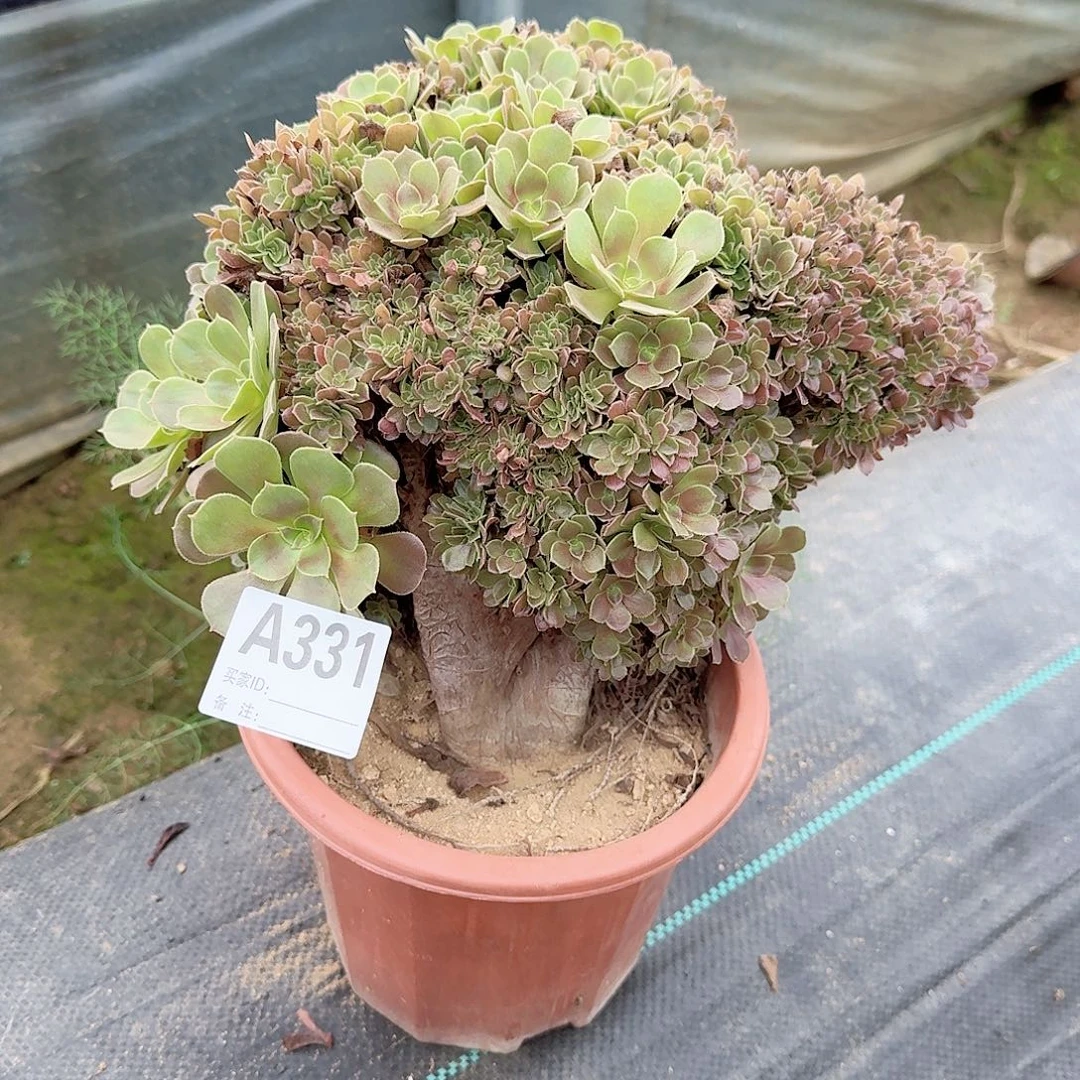 331玫瑰朵朵一颗呀呀